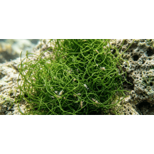 Chaetomorpha crassa viva 350 ml | Macroalga per Refugium, Sump e Reattore Alghe | Abbatte Nitrati e Fosfati | AquariumClick