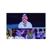 Maxspect NANO TECH BIO PLUGS - 25 Pezzi per la Taleazione dei Coralli