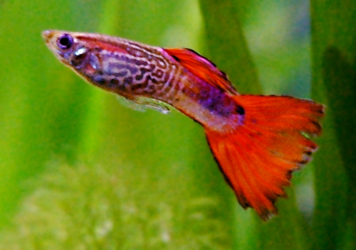 Poecilia reticulata (Guppy)
