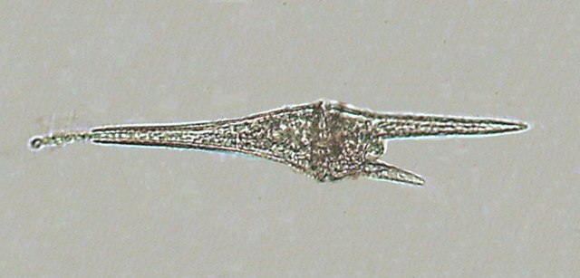 Dinoflagellati