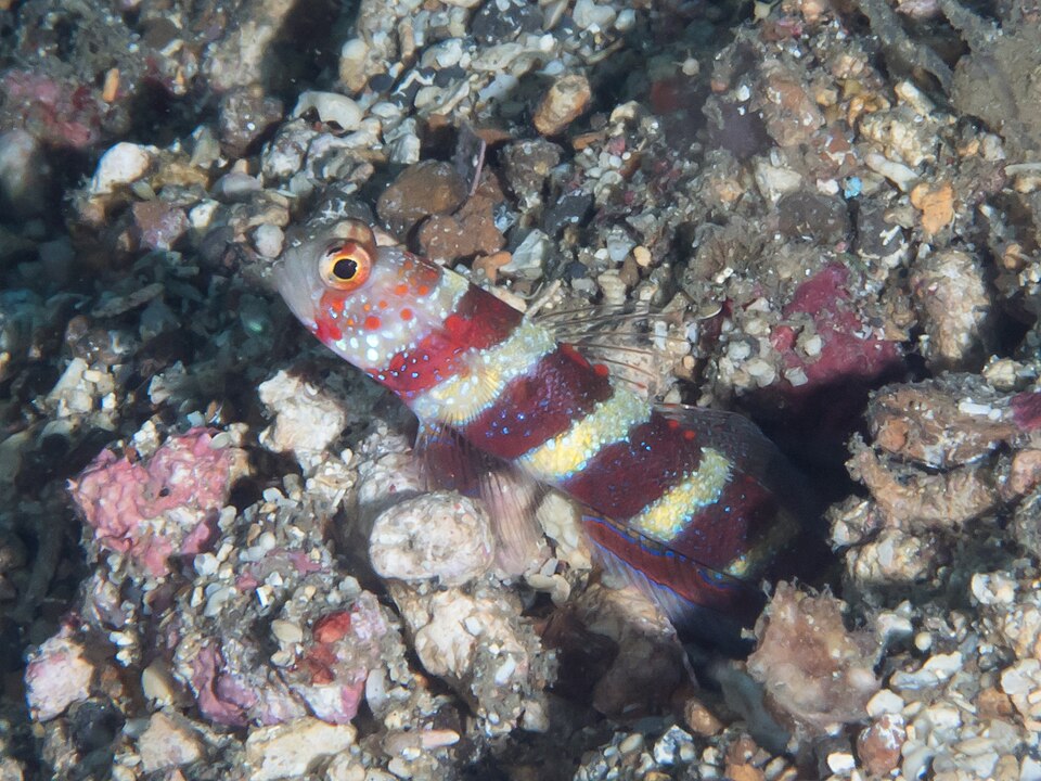 Amblyeleotris wheeleri