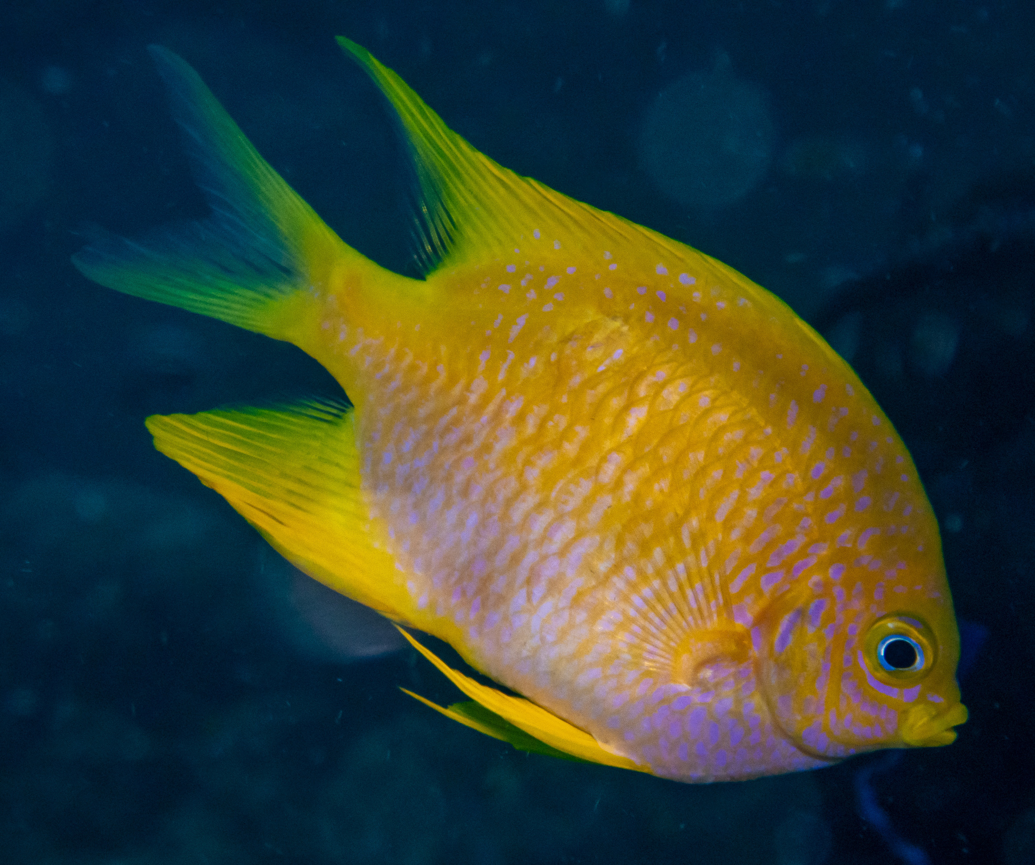 Amblyglyphidodon aureus