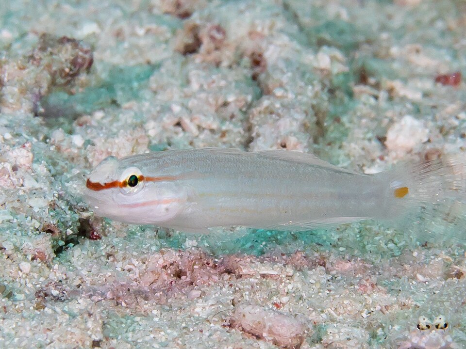 Amblygobius bynoensis