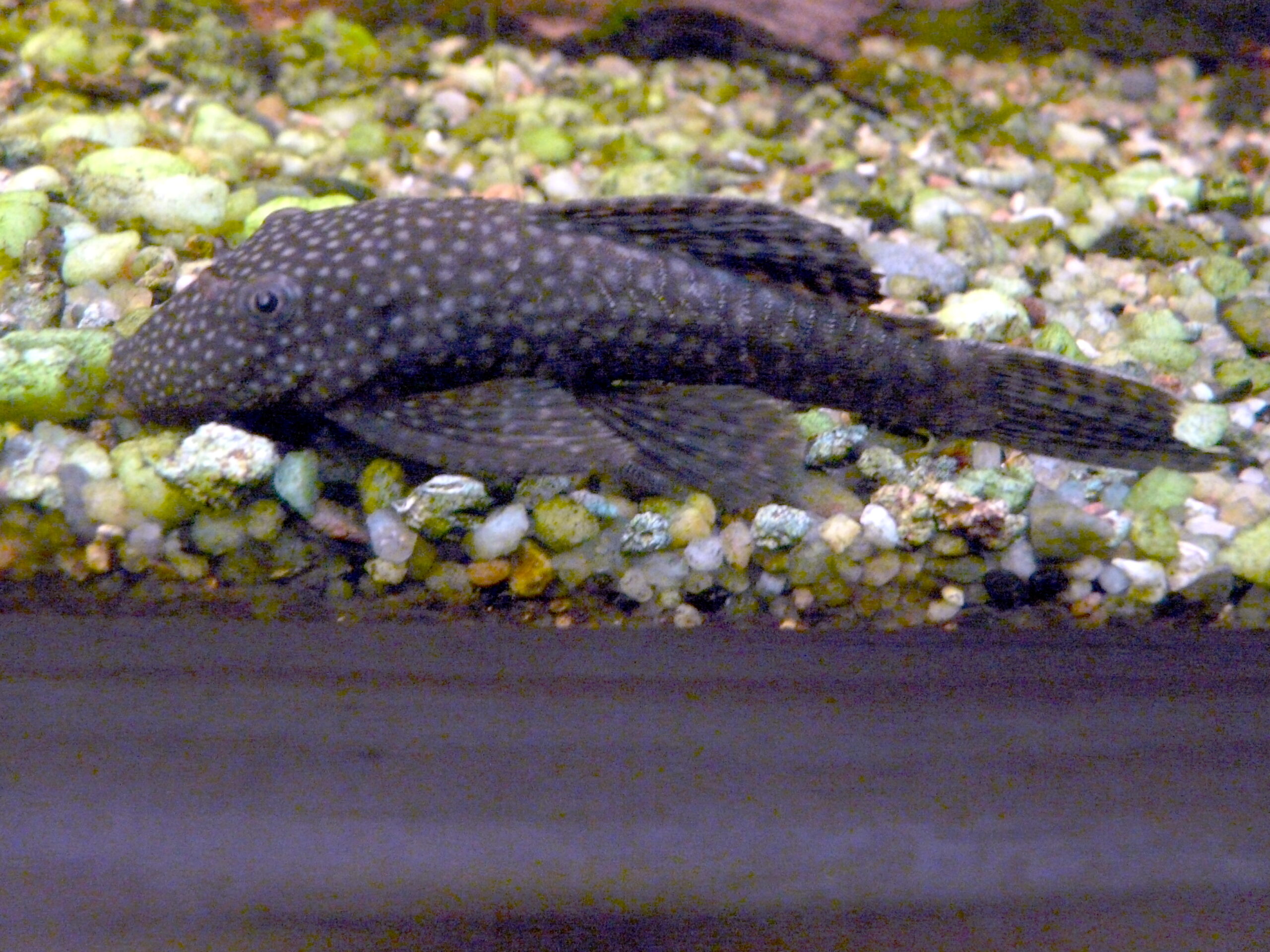 Ancistrus dolichopterus
