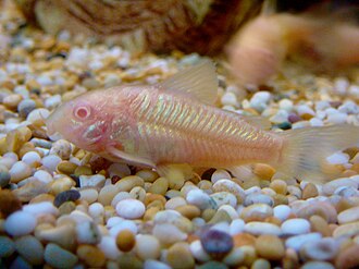 Corydoras aeneus