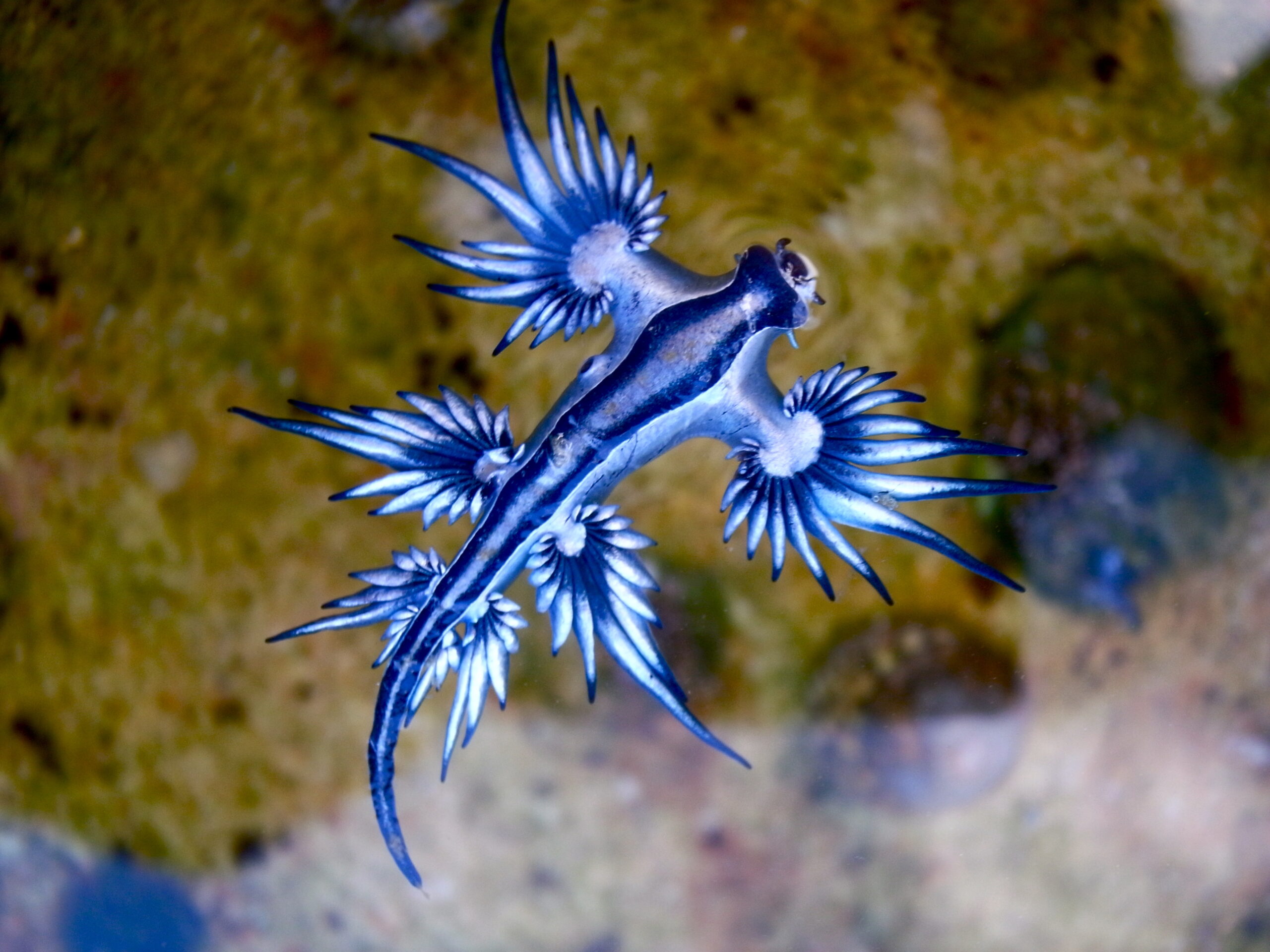 Glaucus atlanticus drago blu