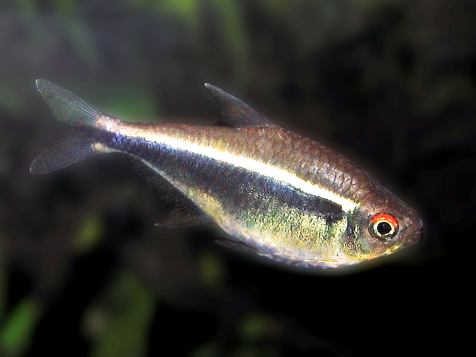 Hyphessobrycon herbertaxelrodi