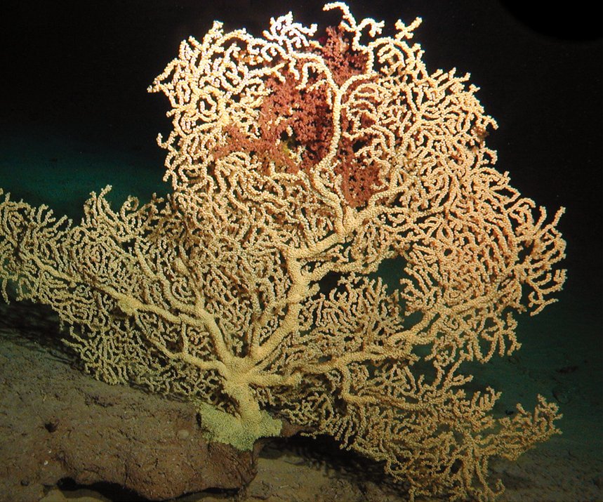 Hawaiian gold coral
